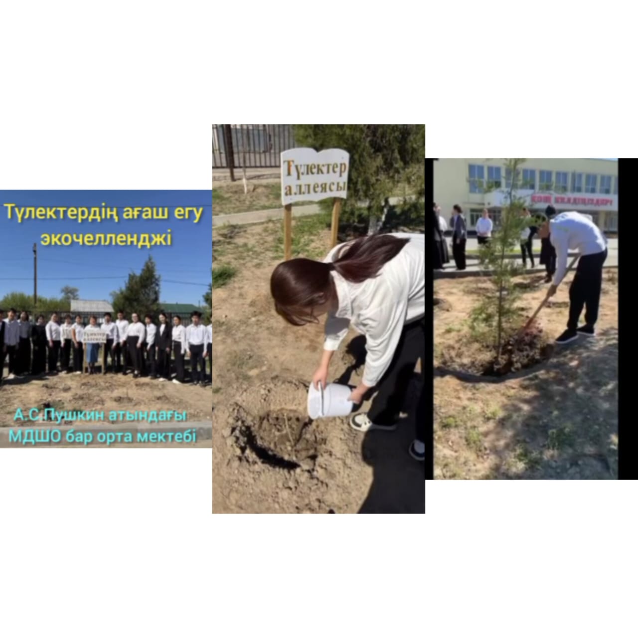 «Түлектердің ағаш және раушан гүлін егу»